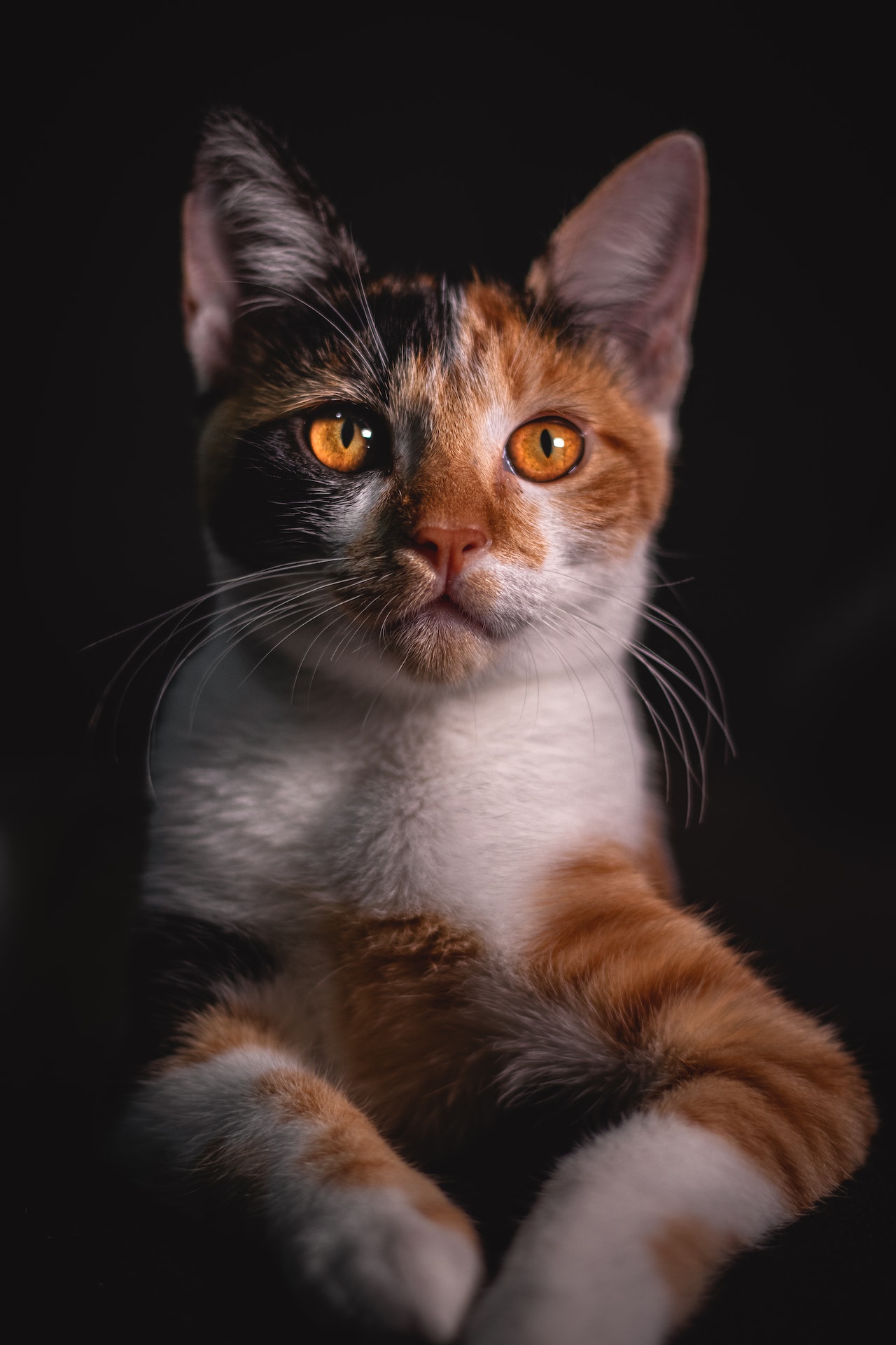 Gato 1