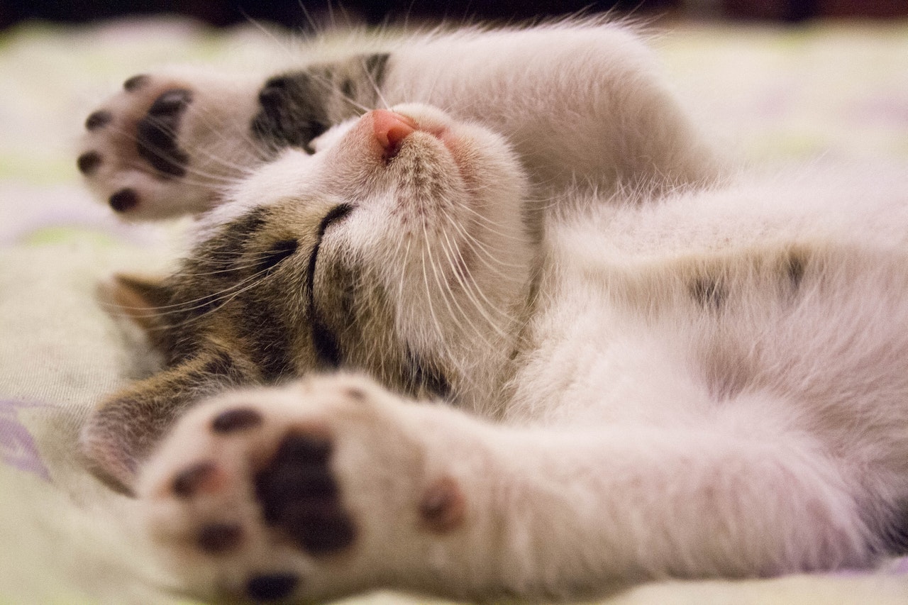 Gato 3