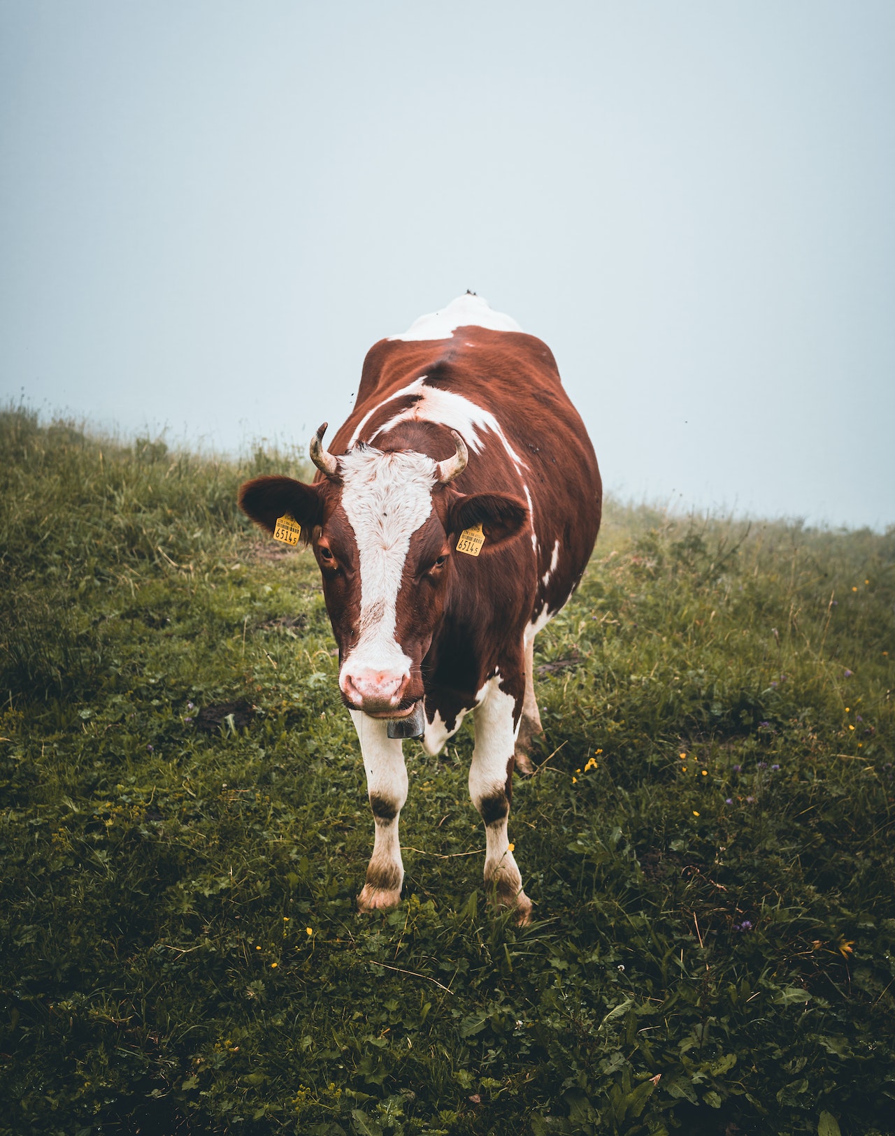 Vaca 1