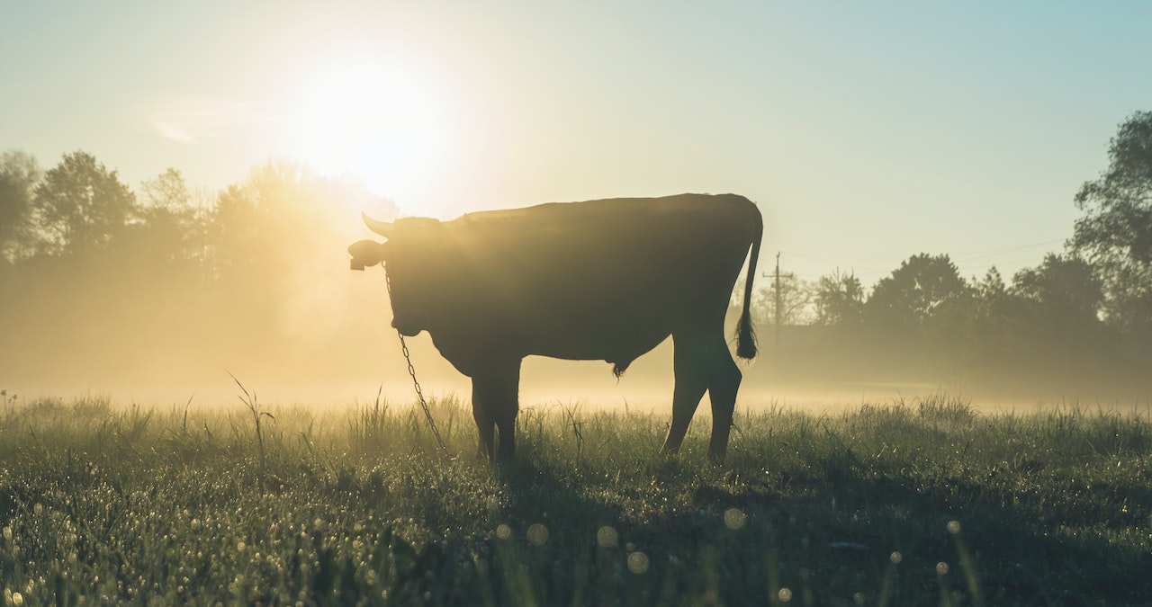 Vaca 3