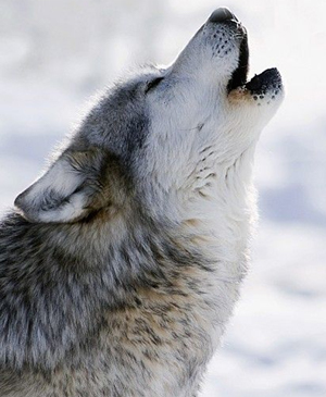 Lobo 1